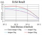 Mouse Monoclonal Antibody to SMAD1